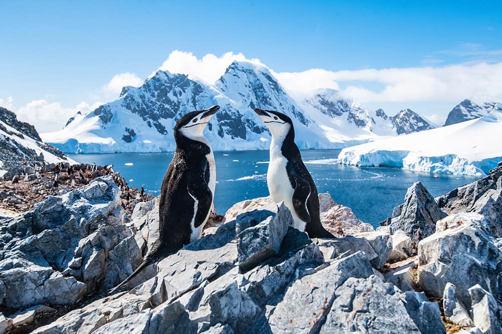 See Chinstrap Penguins on a 2021 Antarctica Cruise with Norwegian