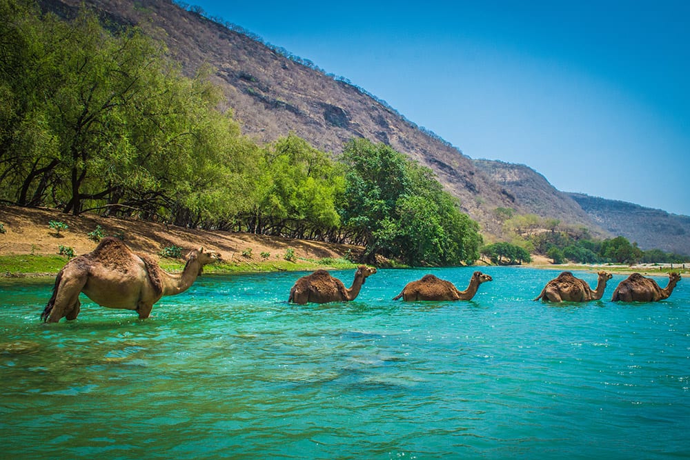 Salalah, Oman Cruise