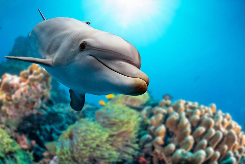 New Zealand dolphins