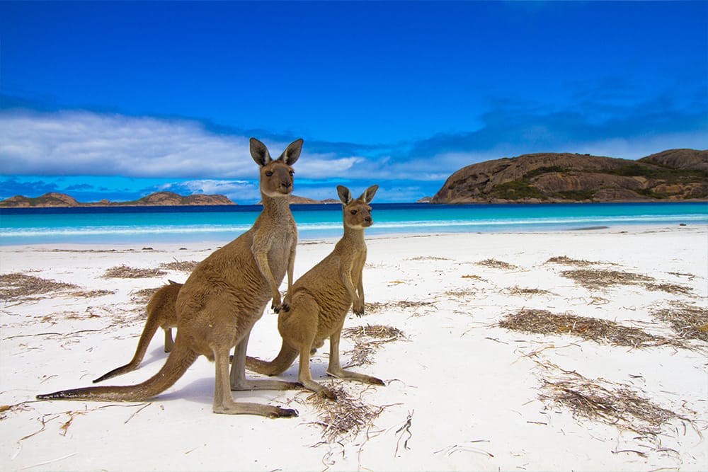 Kangaroo overlooking the sea on Kangaroo Island