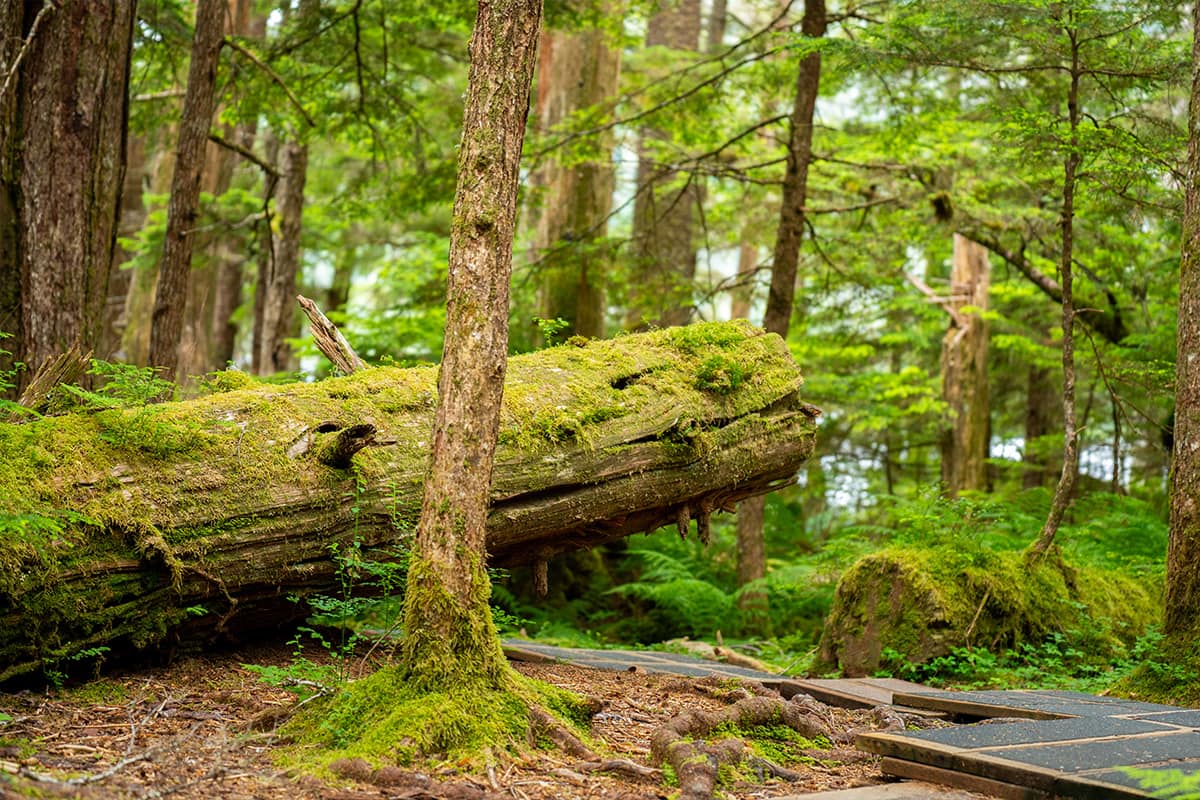 Ketchikan, Alaska. Ketchikan, Alaska.