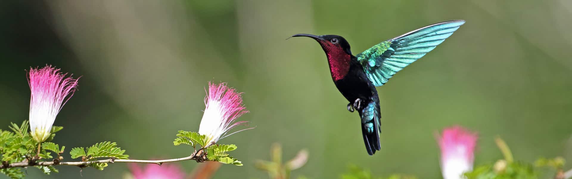 Bahamas: Great Stirrup Cay, Orlando & Nassau