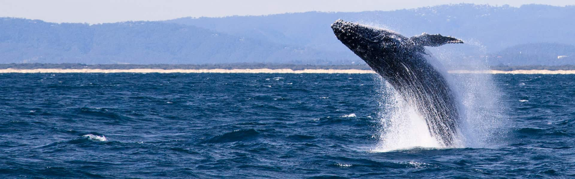 Mexican Riviera: Cabo San Lucas & Puerto Vallarta