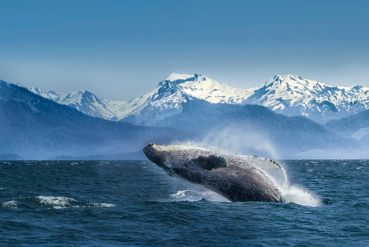 Witness icy-blue glaciers and unique wildlife in Antarctica