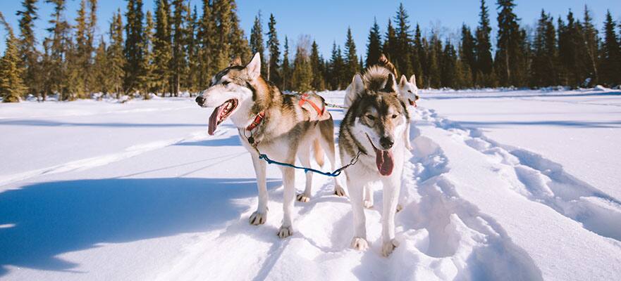 /sites/default/files/881_Sled_Dogs_Alaska_0.jpg