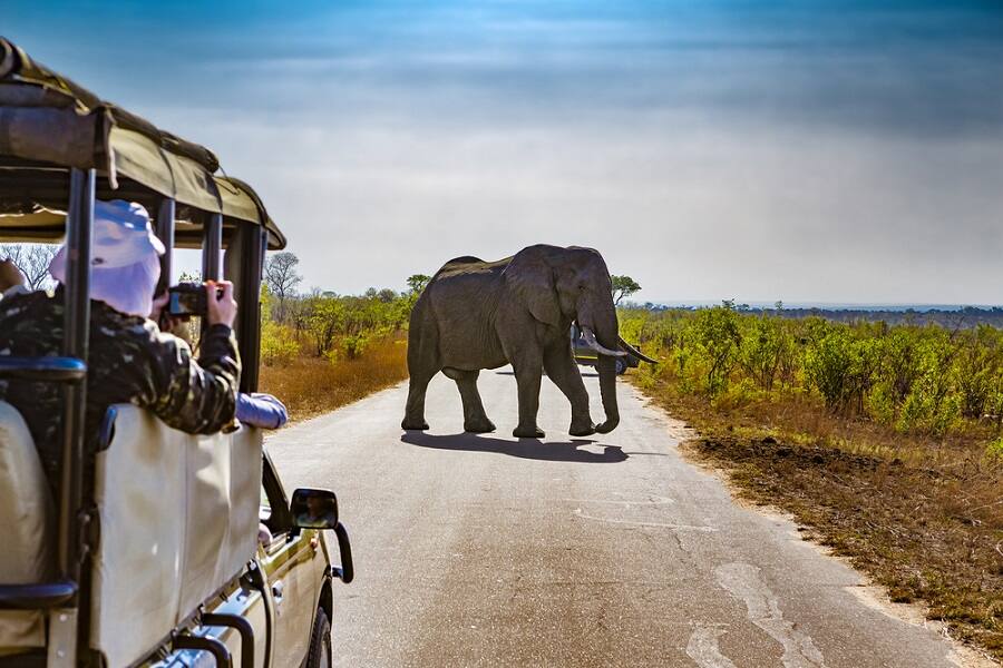 Tips for Booking a Safari on an Africa Cruise with Norwegian