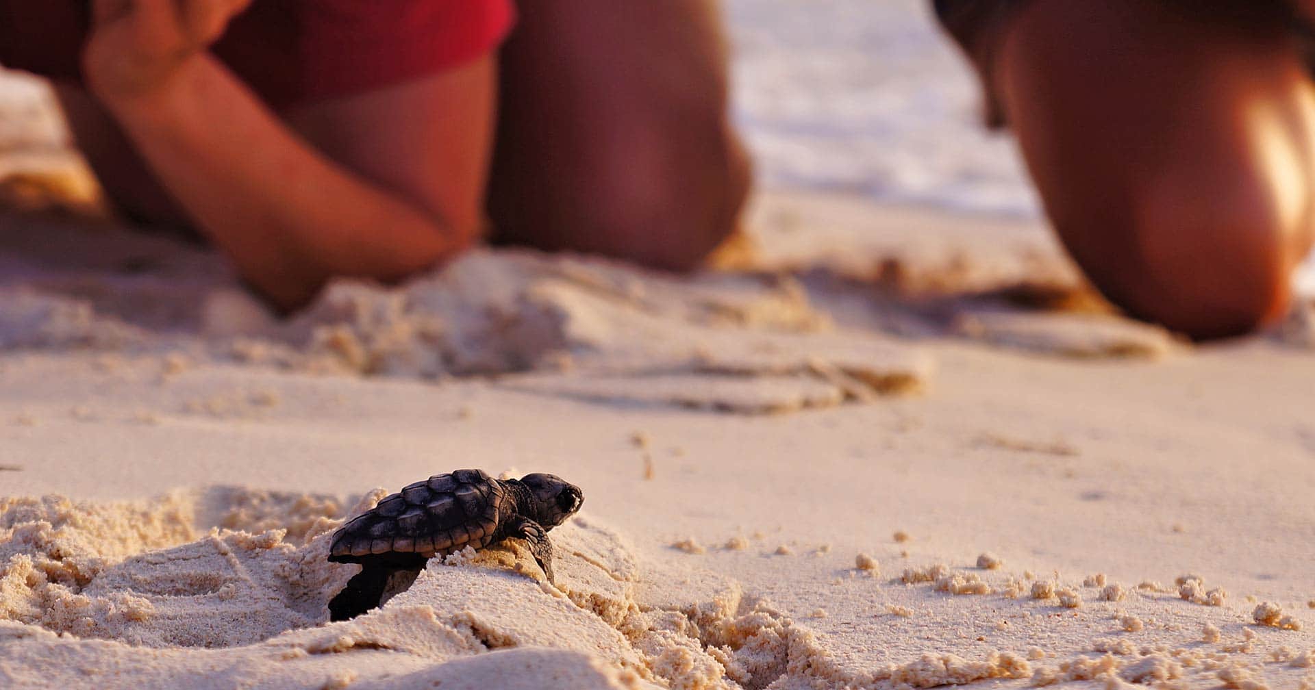 Endangered Baby Sea Turtles & City Drive