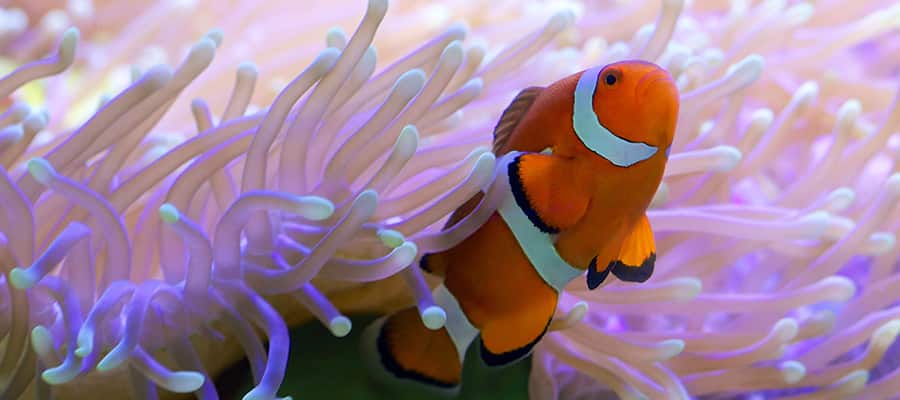 Clown fish hiding in colorful anemone on a Airlie Beach Cruise