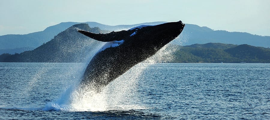 Humpback Whale breaching on Airlie Beach Cruise