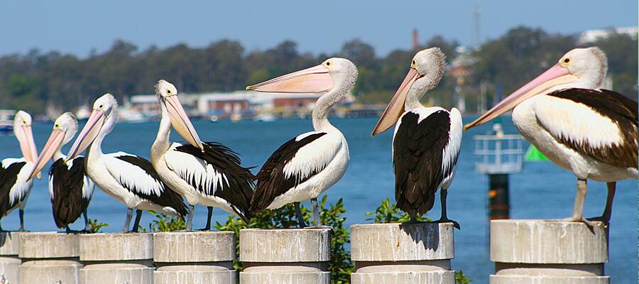 Pelicans in Brett's Wharf on Airlie Beach Cruises