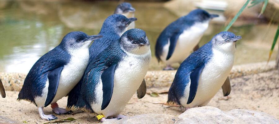 Pengiuns on a Akaroa Cruises