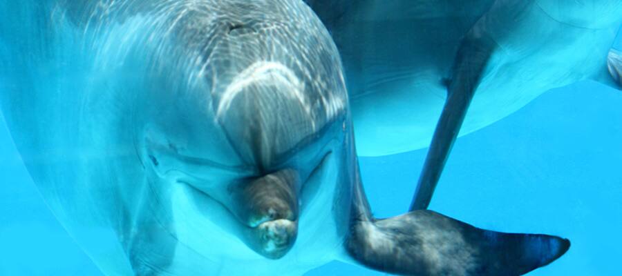 Swim with dolphins on Akaroa Cruises