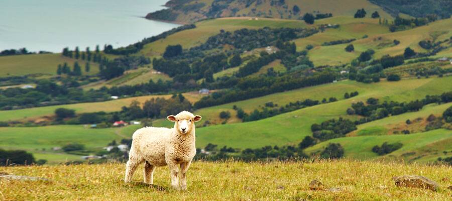 Green landscapes on a cruise to Akaroa