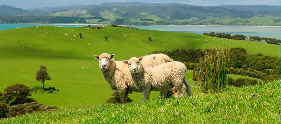 Pacific Sea Coast on Auckland Cruises