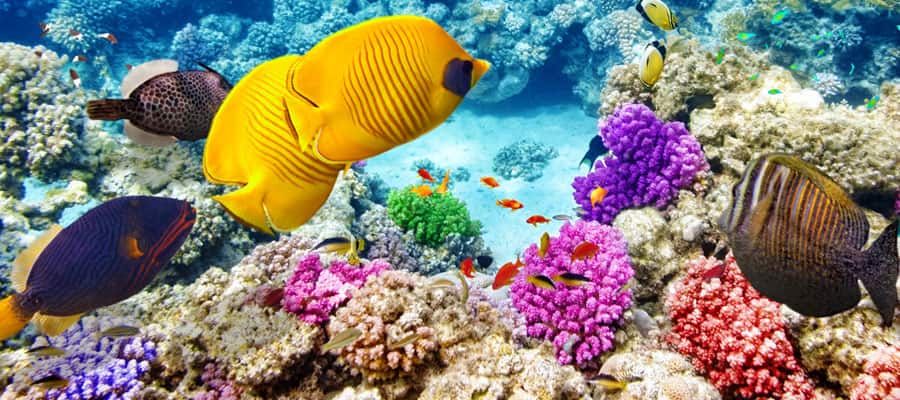 Breathtaking Coral Reef on an Australia cruise
