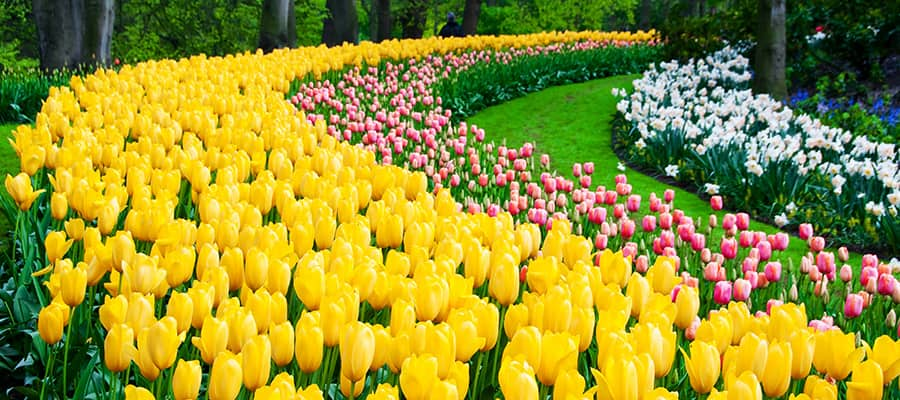 Cruise to the Keukenhof Park Garden in Europe