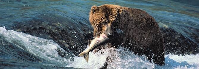 Experience Alaskan Wilderness - Bear Watching Experience Alaskan Wilderness - Bear Watching