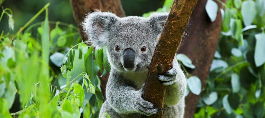 Koala bear on cruises to Brisbane
