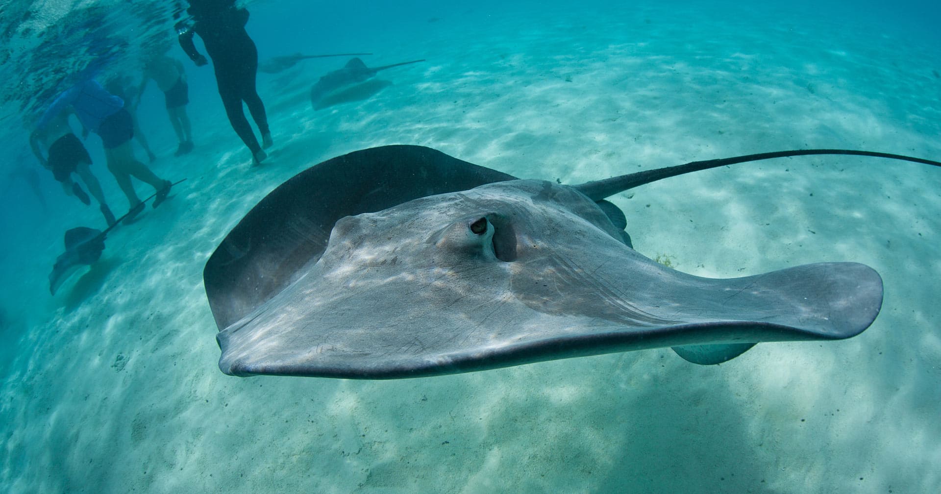 Shark & Stingray Snorkel Safari