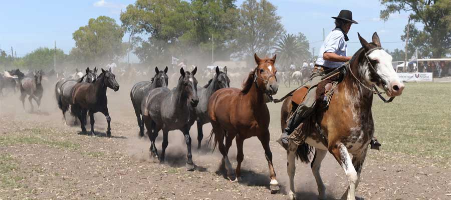 Horse Ranch