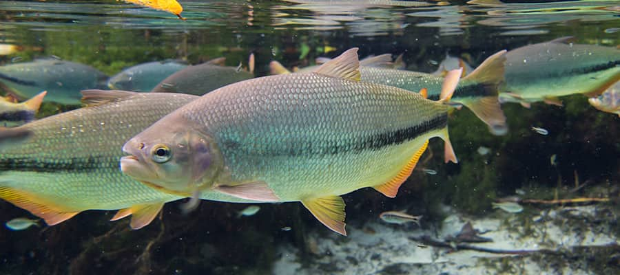 Wildlife of Buzios