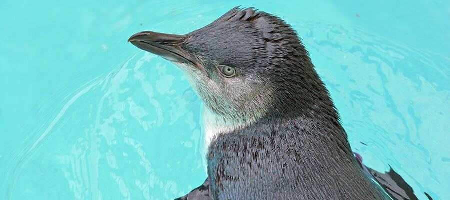 Swimming Fairy Penguin on cruises to Burnie