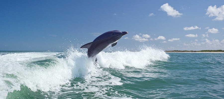 Playful dolphins on a Cruise to Bay of Islands