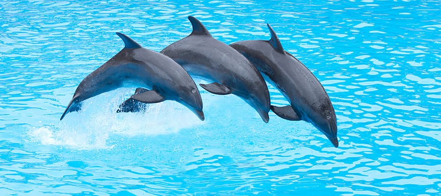 Cruise to the Bahamas and swim with dolphins