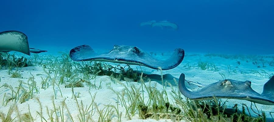 Swim with stingrays on your cruise from Florida