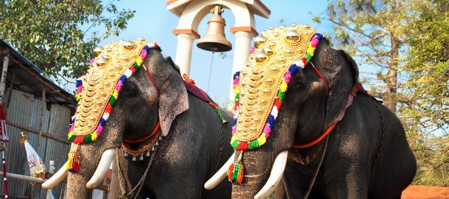 Decorated elephants on Cruises to Cochin