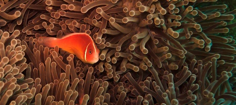 Pink clownfish on a Cairns Cruise