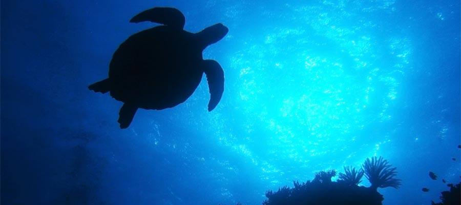 Sea Turtles on Cairns Cruises