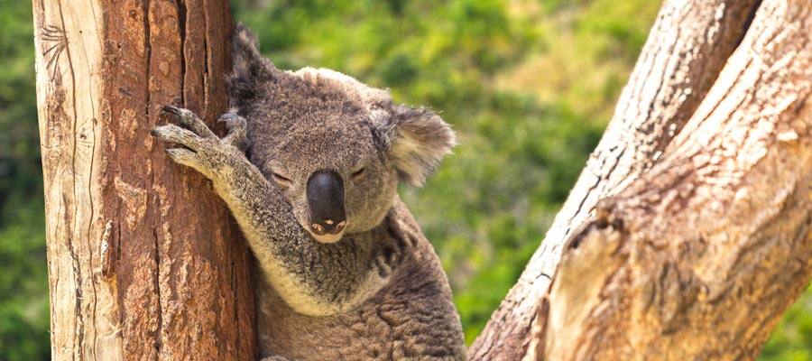 Koalas in the forest on a cruise to Cairns