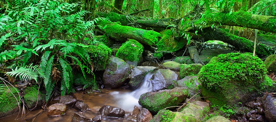 Lush Rainforests on Cairns Cruise