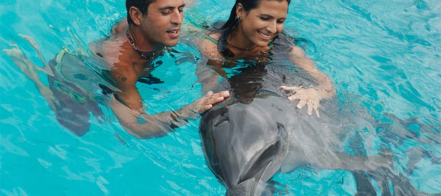 Swim with dolphins on your cruise to the Mexican Riviera