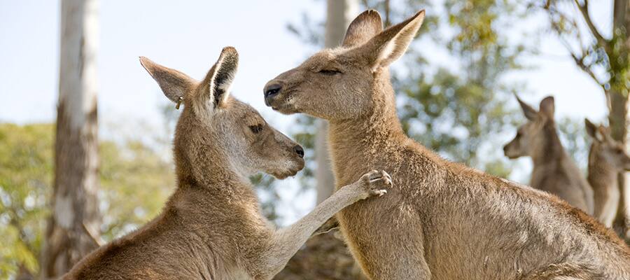 Kangaroos on a Darwin Cruise