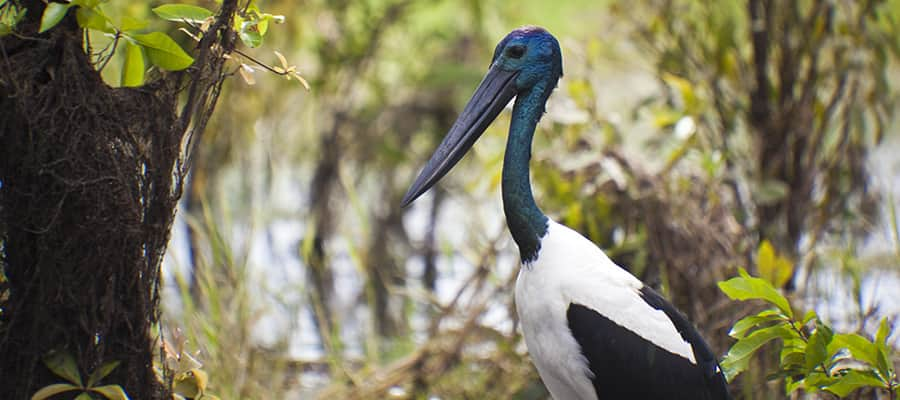 Australian jabiru bird on Darwin Cruise