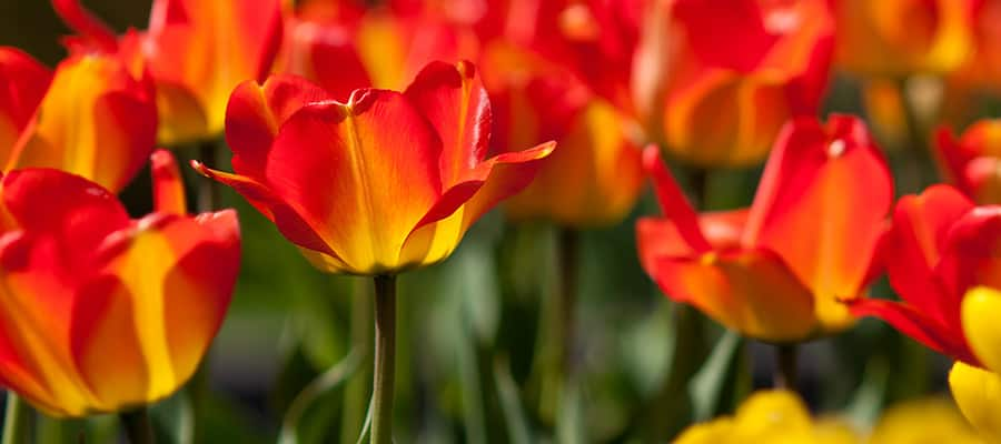 One Darwin Hybrid Tulips on Darwin Cruise