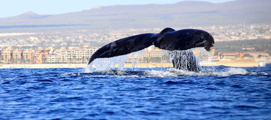 Whale watching on your Mexican Riviera cruise