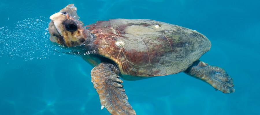 An endangered species of Sea turtle lays its eggs on Zakynthos. 