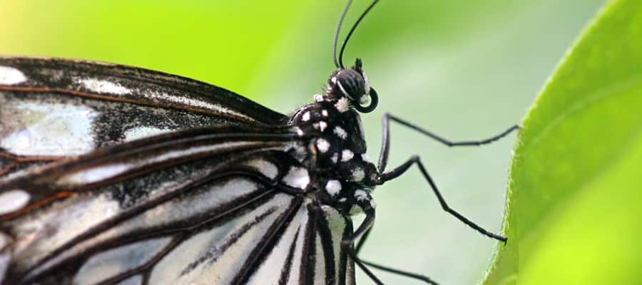   Snap a picture of Borocay’s stunning island wildlife.