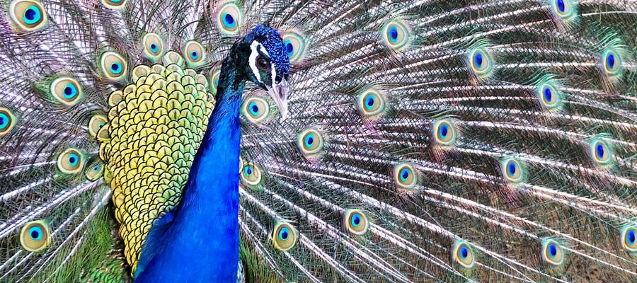 Snap a pic of the wild peacocks that strut through Puerto Princesa. 