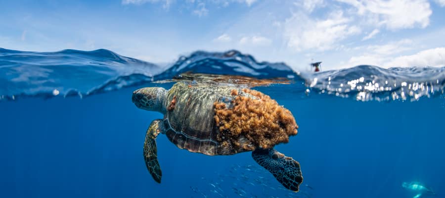 The Azores are home to turtles, dolphins, whales and all kinds of other sea life