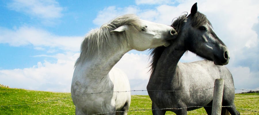 Hang with wild horses while hiking in Connemara National Park.