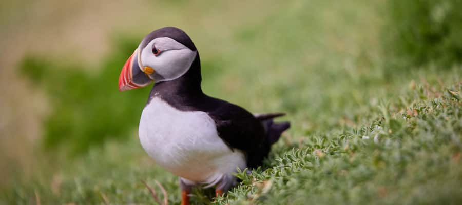 Catch a glimpse of the wildlife in Waterford’s lush green spaces. 