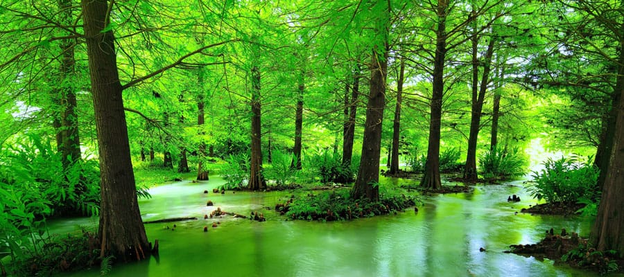 East Rift Valley is full of cypress trees, wildlife and flowers. 