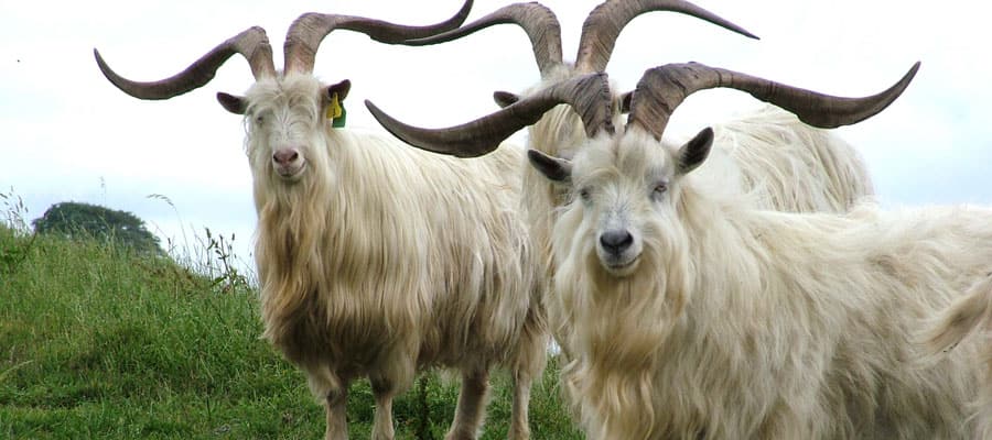 Get a look at some Waterford locals like these wild goats. 