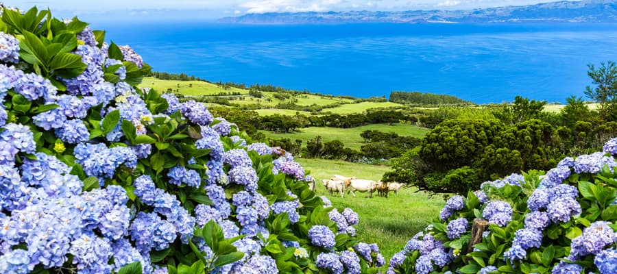 Flowers like these hydrangeas bloom all over the island. 