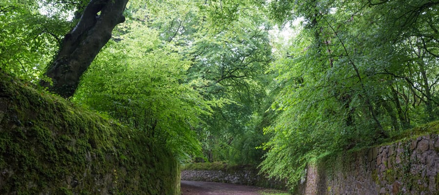 Stroll through the enchanting Barna Woods outside Galway.