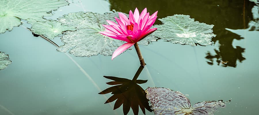 Water lily flowers on Cruise to Hanoi (Ha Long Bay)